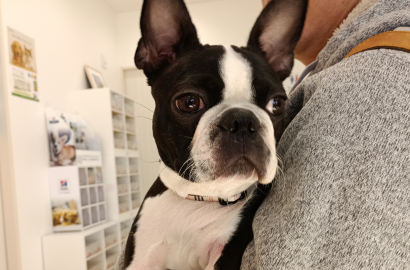 イイノ モルちゃん