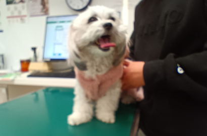 イワガミ シェリー