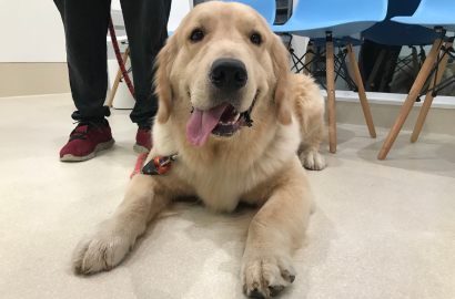 オオハシ ルシファー