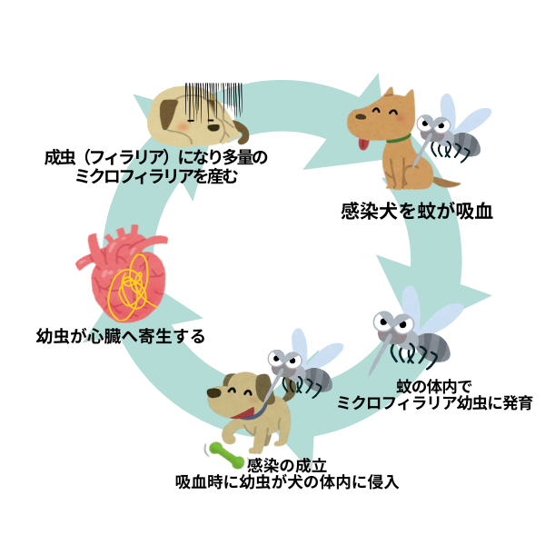 フィラリア症感染の仕組み
