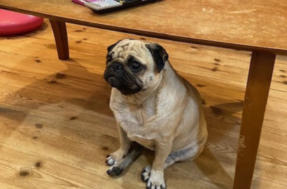 イトウ パピコちゃん