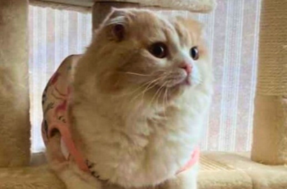 ホシノ バーム