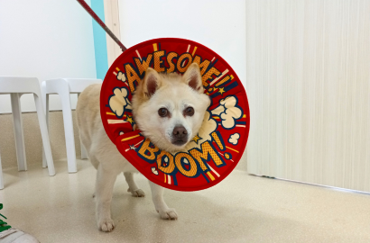 サイトウ メイちゃん